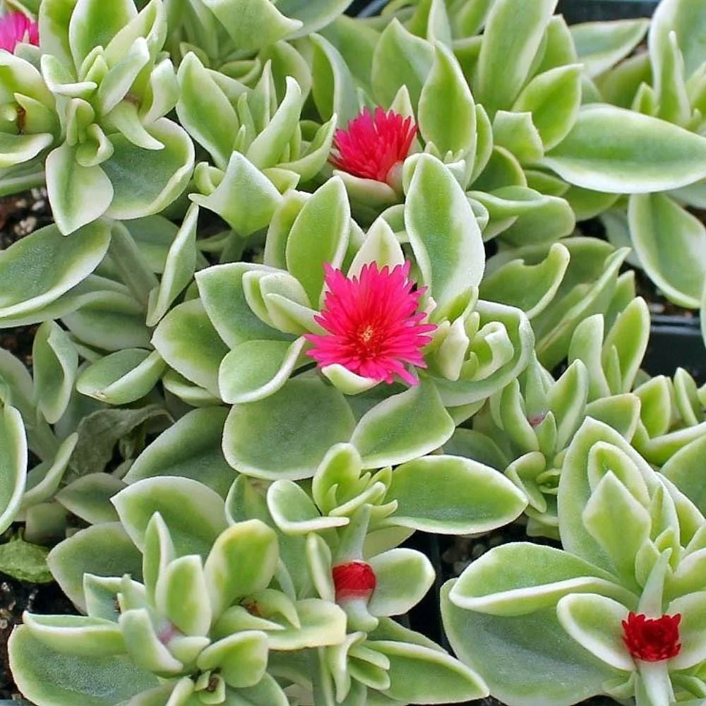 Trailing Ice Plant Live Succulent - Dorotheanthus bellidiformis - 2.5" Pot - Indoor/Outdoor - Image 3