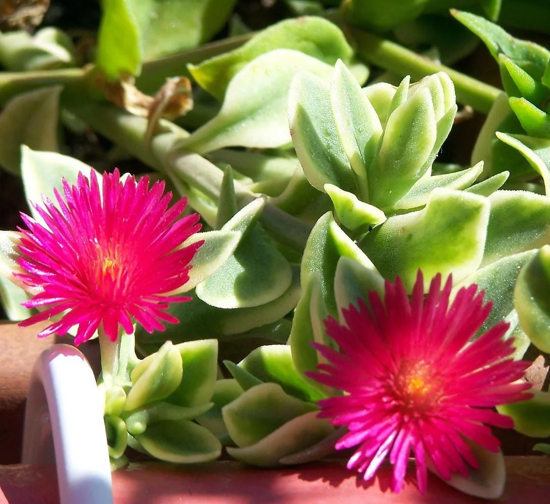 Trailing Ice Plant Live Succulent - Dorotheanthus bellidiformis - 2.5" Pot - Indoor/Outdoor - Image 4