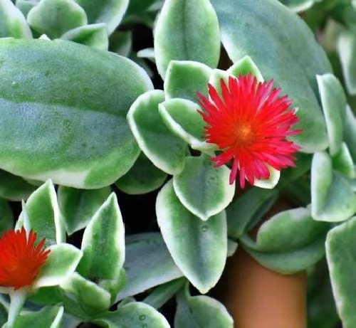Trailing Ice Plant Live Succulent - Dorotheanthus bellidiformis - 2.5" Pot - Indoor/Outdoor - Image 5