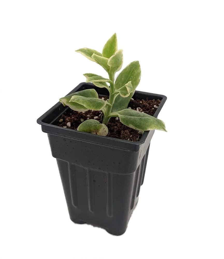 Trailing Ice Plant Live Succulent - Dorotheanthus bellidiformis - 2.5" Pot - Indoor/Outdoor - Image 6