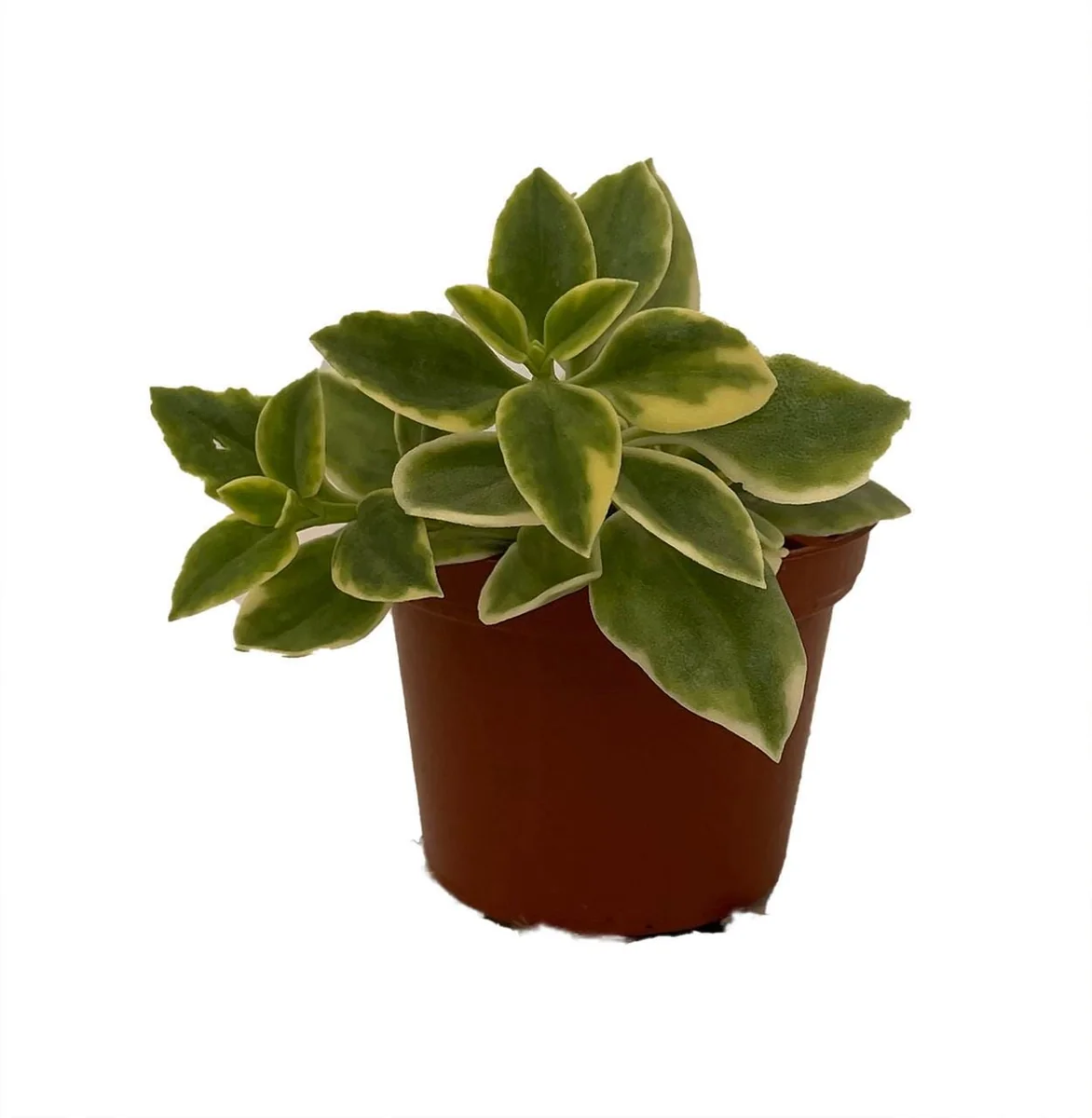 Trailing Ice Plant Live Succulent - Dorotheanthus bellidiformis - 2.5" Pot - Indoor/Outdoor - Image 1