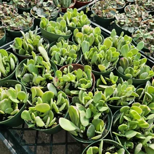 Trailing Jade Live Succulent Plant – Weeping Sedum in 2in & 4in Pots – Indoor/Outdoor - Image 3