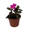 Trailing Velvet Plant Ruellia makoyana Live Plant - 2.5 inch Pot - Indoor - Image 1