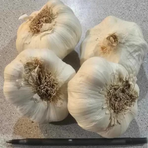 Transylvanian Vampire Garlic Bulbs 1 lb – Organic Softneck for Planting or Eating - Image 2