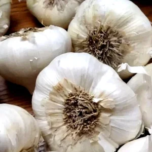 Transylvanian Vampire Garlic Bulbs 1 lb – Organic Softneck for Planting or Eating - Image 3