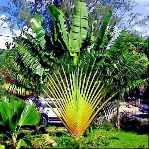 Traveler's Palm Tree Seeds - 5 Count (Ravenala madagascariensis) - Bird of Paradise Plant - Image 2