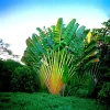 Traveler's Palm Tree Seeds - 5 Count (Ravenala madagascariensis) - Bird of Paradise Plant - Image 1