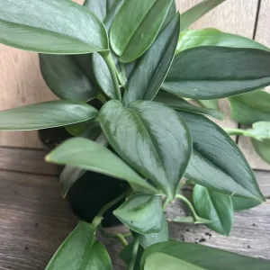 Treubii Moonlight Scindapsus Live Plant - Sterling Silver 6 inch Pot Indoor - Image 3