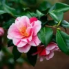 Tricolor Camellia Japonica Live Plant - 4 Inch Pot, Evergreen Flowering Shrub, USDA Zones 7a-10a - Image 1