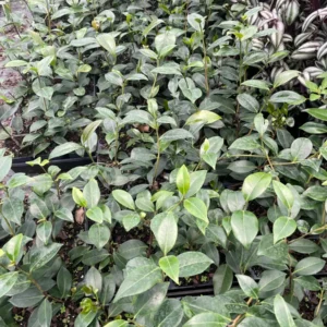 Tricolor Camellia Japonica Live Plant - 4 Inch Pot, Evergreen Flowering Shrub, USDA Zones 7a-10a - Image 4