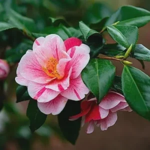Tricolor Camellia Live Plant - Evergreen Flowering Shrub, 1 Gallon Container - Image 1