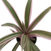 Tricolor Moses in the Cradle Plant - Rhoeo Live Plant - 4 inch Nursery Pot - Indoor Foliage - Image 1