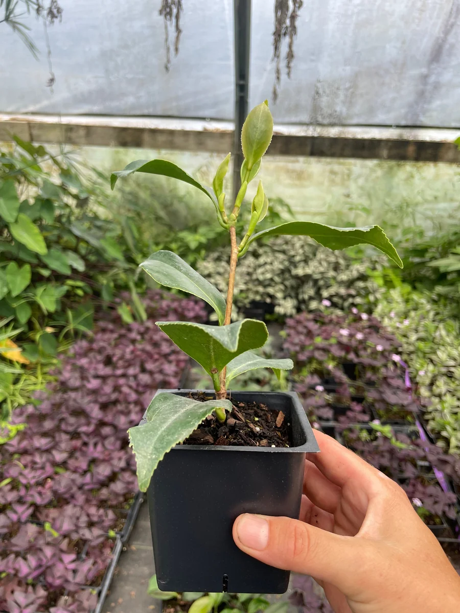 Tricolor Perfecta Camellia Live Plant - 4 inch Pot - Evergreen Shrub - Image 2