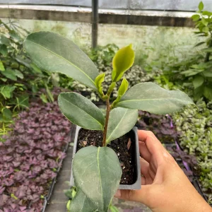 Tricolor Perfecta Camellia Live Plant - 4 inch Pot - Evergreen Shrub - Image 3