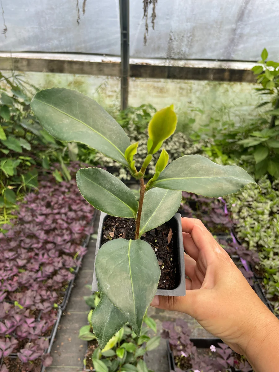 Tricolor Perfecta Camellia Live Plant - 4 inch Pot - Evergreen Shrub - Image 3
