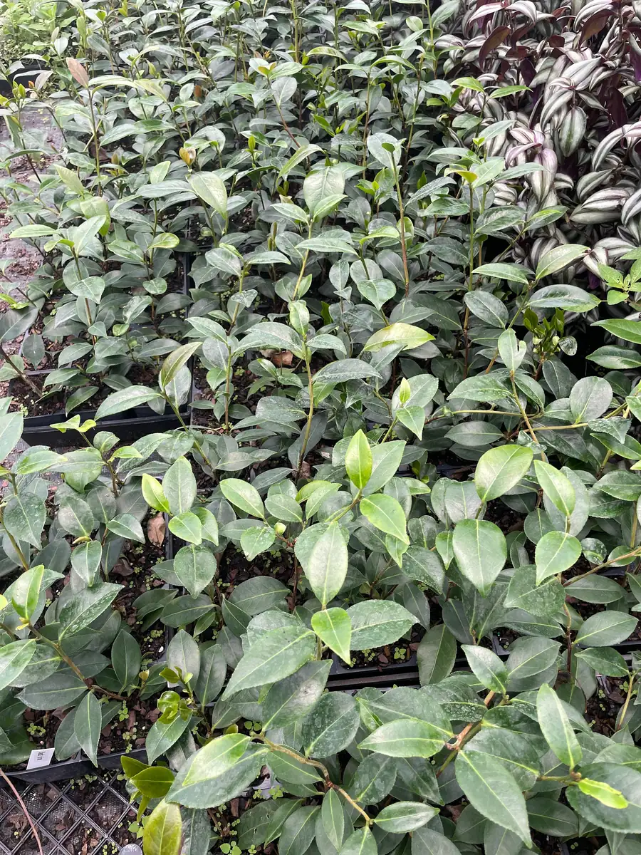 Tricolor Perfecta Camellia Live Plant - 4 inch Pot - Evergreen Shrub - Image 4