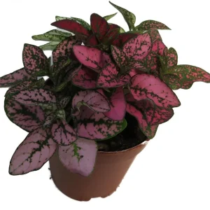 Tricolor Polka Dot Plant Hypoestes Live Plant – 3.5