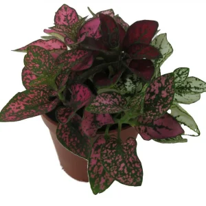 Tricolor Polka Dot Plant Hypoestes Live Plant – 3.5