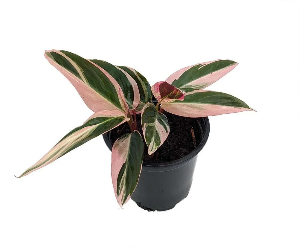 Tricolor Prayer Plant Live Plant - Stromanthe Triostar - 4" Pot Indoor - Image 3