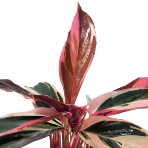 Tricolor Prayer Plant Live Plant - Stromanthe Triostar - 4
