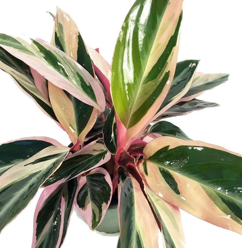 Tricolor Prayer Plant Live Plant - Stromanthe Triostar - 4" Pot Indoor - Image 1