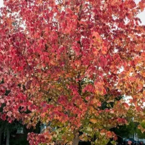 Trident Maple Live Plant (Acer Buergerianum) - Quart Pot, Outdoor Deciduous Tree - Image 1