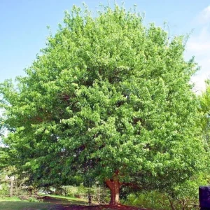 Trident Maple Live Plant - Quart Pot - Bonsai-Friendly Outdoor Tree - Image 4