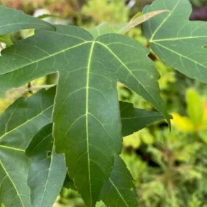 Trident Maple Live Plant - Quart Pot - Bonsai-Friendly Outdoor Tree - Image 5