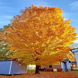 Trident Maple Live Plant - Quart Pot - Bonsai-Friendly Outdoor Tree - Image 1