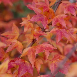 Trident Maple Live Plant - Quart Pot Tree - Ornamental Shade, Bonsai Ready - Image 2