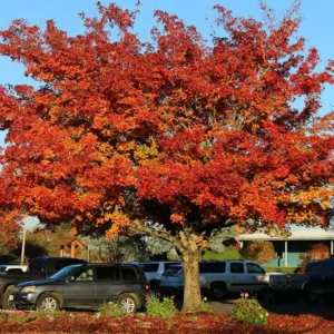 Trident Maple Live Plant - Quart Pot Tree - Ornamental Shade, Bonsai Ready - Image 4