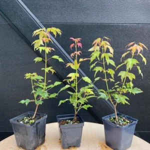 Trident Maple Live Plant - Quart Pot Tree - Ornamental Shade, Bonsai Ready - Image 7