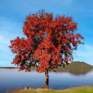 Trident Maple Live Plant - Quart Pot Tree - Ornamental Shade, Bonsai Ready - Image 1