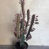 Trigona Purple Live Plant - African Milk Tree Succulent, 4 inch Pot - Image 1
