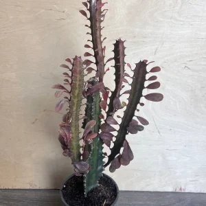 Trigona Purple Live Plant - African Milk Tree Succulent, 4 inch Pot - Image 1