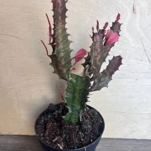 Trigona Purple Live Plant - African Milk Tree Succulent, 4 inch Pot - Image 4