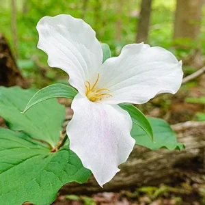 Trillium Grandiflorum Bulbs - White Wakerobin Wildflower Bulbs - Image 2