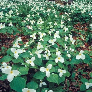 Trillium Grandiflorum Bulbs - White Wakerobin Wildflower Bulbs - Image 3