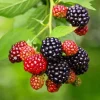 Triple Crown Blackberry Plants – Live Starter – 2 Pack – 4-6" Tall – Thornless – Large Berries - Image 1