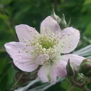 Triple Crown Blackberry Plants – Live Starter – 2 Pack – 4-6