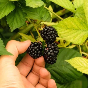 Triple Crown Blackberry Plants – Live Starter – 2 Pack – 4-6