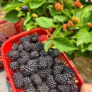 Triple Crown Blackberry Plants – Live Starter – 2 Pack – 4-6