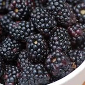 Triple Crown Thornless Blackberry Bare Root Plant - Fruit Bush - Image 3