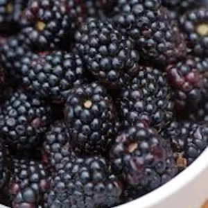 Triple Crown Thornless Blackberry Bare Root Plant - Fruit Bush - Image 3