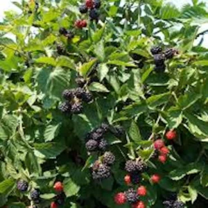 Triple Crown Thornless Blackberry Plant - Bare Root Fruit Bush - Image 4