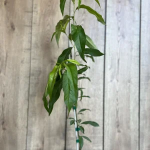 Tropic Beauty Peach Tree Live Plant - Low Chill Fruit - 1/2 Gallon Pot - Image 2