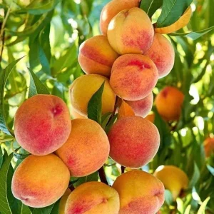 Tropic Beauty Peach Tree Live Plant - Low Chill Fruit - 1/2 Gallon Pot - Image 1