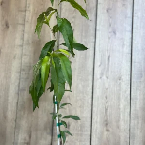 Tropic Beauty Peach Tree Live Plant - Low Chill Fruit - 1/2 Gallon Pot - Image 5