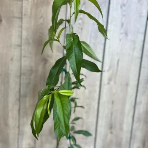 Tropic Beauty Peach Tree Live Plant - Low Chill Fruit - 1/2 Gallon Pot - Image 6