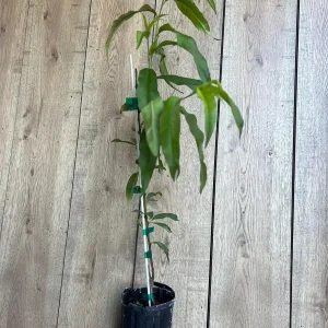 Tropic Beauty Peach Tree Live Plant - Low Chill Fruit - 1/2 Gallon Pot - Image 9